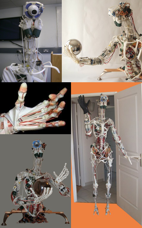 ECCERobot - робот с человеческой анатомией