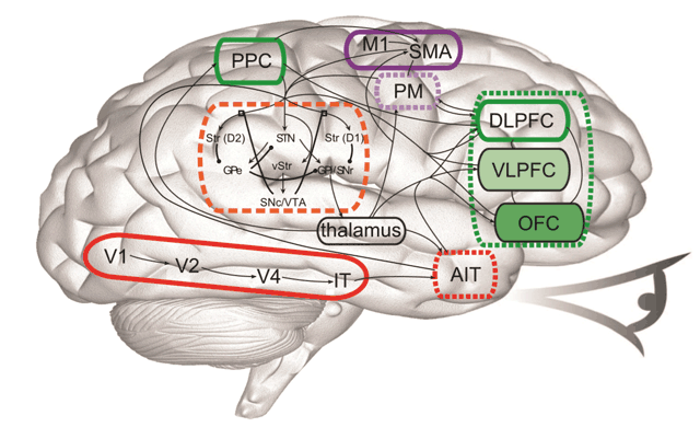 компьютерная модель головного мозга